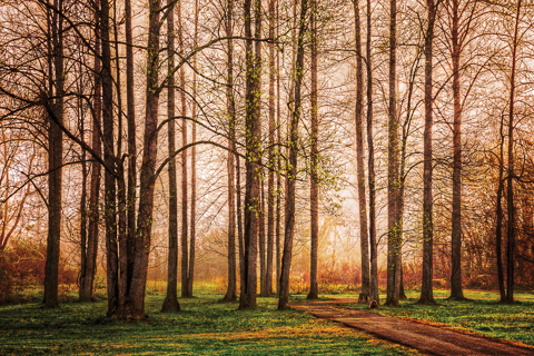 "Forest Beauty" by Debra and Dave Vanderlaan... Captured along the River Walk in the Appalachian Mountains, these beautiful black river willow trees and poplars grow near the wetlands at the edge of the water. The trees are in their autumn colors in the misty fog as the sunrise color adds drama to the morning, dressed to impress the hikers and river folk who happen by. There are so many beautiful trails in the Smoky Mountains. This area is in Murphy near the Cherokee National Forest of North Carolina, very close to Tennessee and Georgia. This river meets the Valley River in town and floods during the Spring and part of the Summer months.  Enjoy our fine art images of the Blue Ridge mountains in our gallery here! Www.CelebrateLifeGallery.com