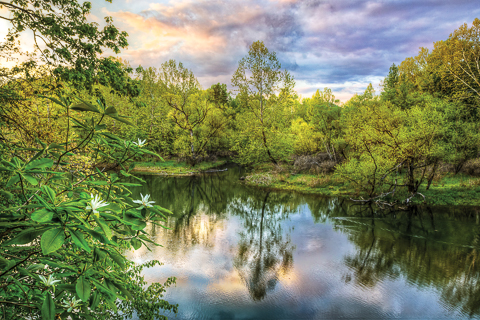 "Magnolia Overlook"  by Debra and Dave Vanderlaan... The river is flooded after the Spring rains, captured at nightfall on the Valley River in the Smoky Mountains of North Carolina... This overlook, framed by large magnolias in the Spring, is known as the Leech Place. Perfect reflections on a silent evening at sunset, the sky capturing the colors of the late day glow. These black willow trees grow in the marsh, now part of a lake flowing slowly downstream as the Valley River meets the Hiwassee River in a convergeance along the River Walk trail. This is the sweet Blue Ridge mountain town of Murphy in the western Appalachian mountains... Www.CelebrateLifeGallery.com