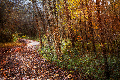 "Winding Path" by Debra and Dave Vanderlaan... Old beech, cypress, and willows in full autumn splendor grace the trail along the River Walk in the Blue Ridge Mountains... A grove of river willow trees stand along this beautiful, twisted, Gothic trail with the mountains on the other side of the river bank. The Valley River runs through the town of Murphy, North Carolina where it meets the Hiwassee River in a gentle convergeance right by the old vintage trestle.  Enjoy our Smoky Mountain scenes of the Appalachian Mountains in our gallery! www.CelebrateLifeGallery.com