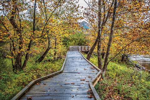 "River Boardwalk" by Debra and Dave Vanderlaan... Captured at the River Walk along the Valley River in the little Smoky Mountain town of Murphy, North Carolina... The trail follows the river to the point where the Valley converges with the Hiwassee. The path has forest areas, meadows, and boardwalks, along with a couple of overlooks. These trees in this image are sycamores with huge leaves that look a lot like maples. The sycamore bark peels and reveals white beneath the brown. Captured during a misty rain in the Smokies, the wood of the path wet with rain, dew, and a bit of misty fog. Enjoy the River Walk in our Blue Ridge mountain town and the rest of our images in our gallery here!